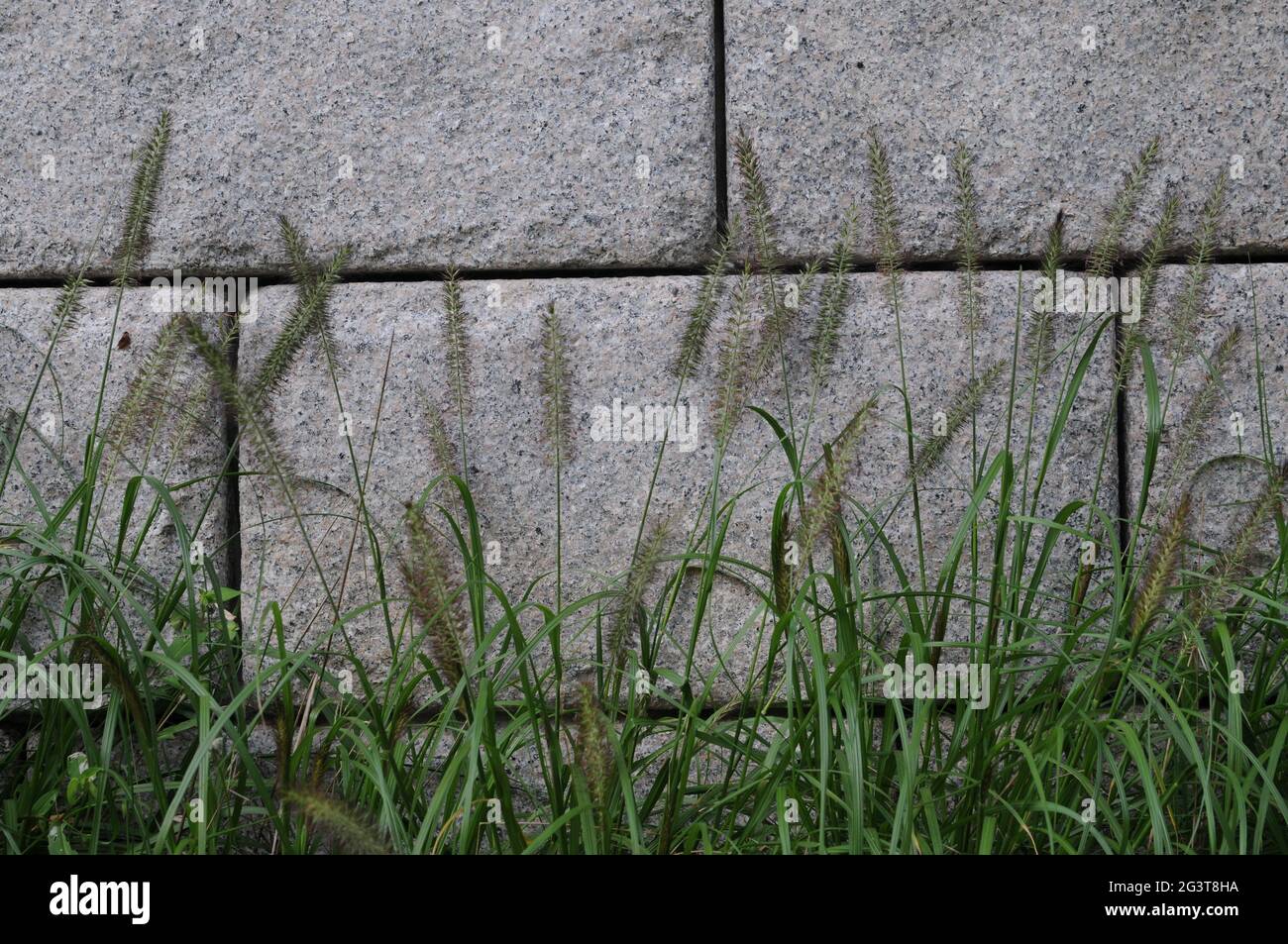 Lungo alto erba selvaggia accanto ad un muro di pietra Foto Stock