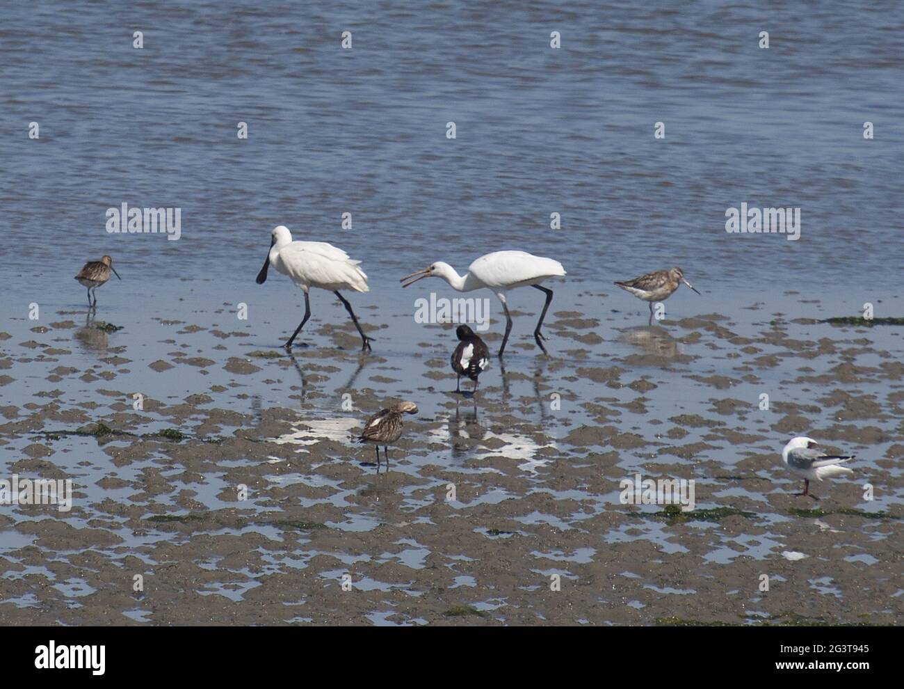 Spoonbill, Texel, Paesi Bassi Foto Stock