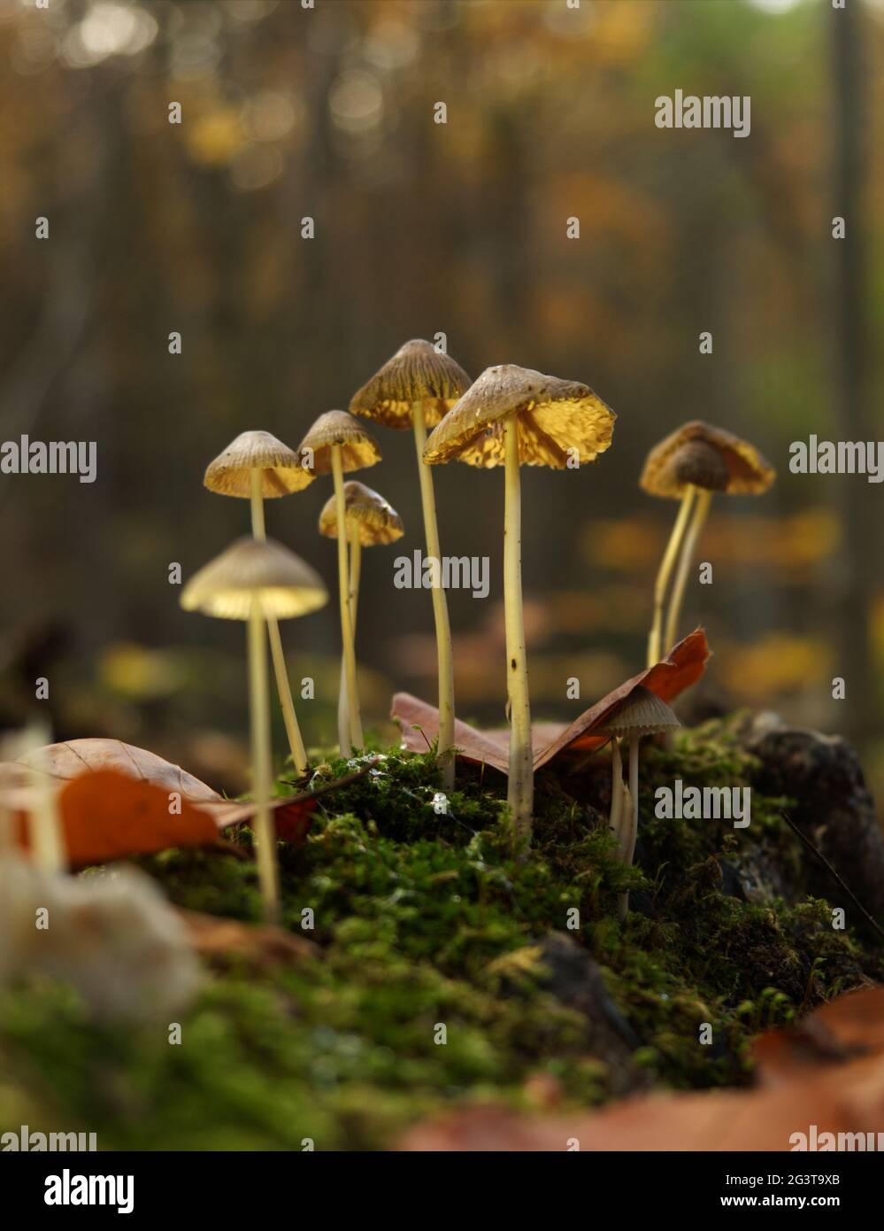 Ricerca di funghi a Jena in autunno con prospettiva dal basso Foto Stock