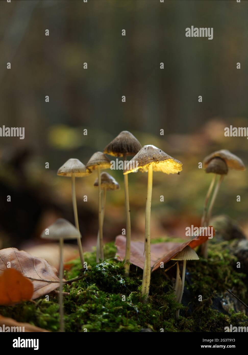 Ricerca di funghi a Jena in autunno con prospettiva dal basso Foto Stock
