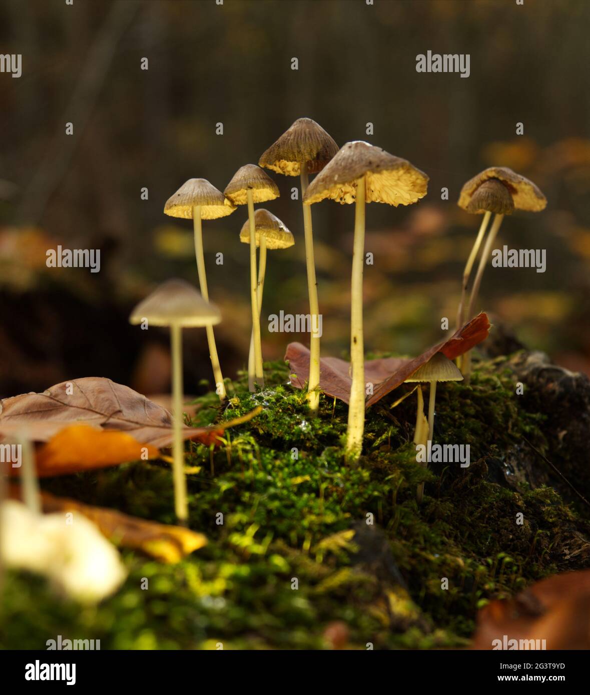 Ricerca di funghi a Jena in autunno con prospettiva dal basso Foto Stock
