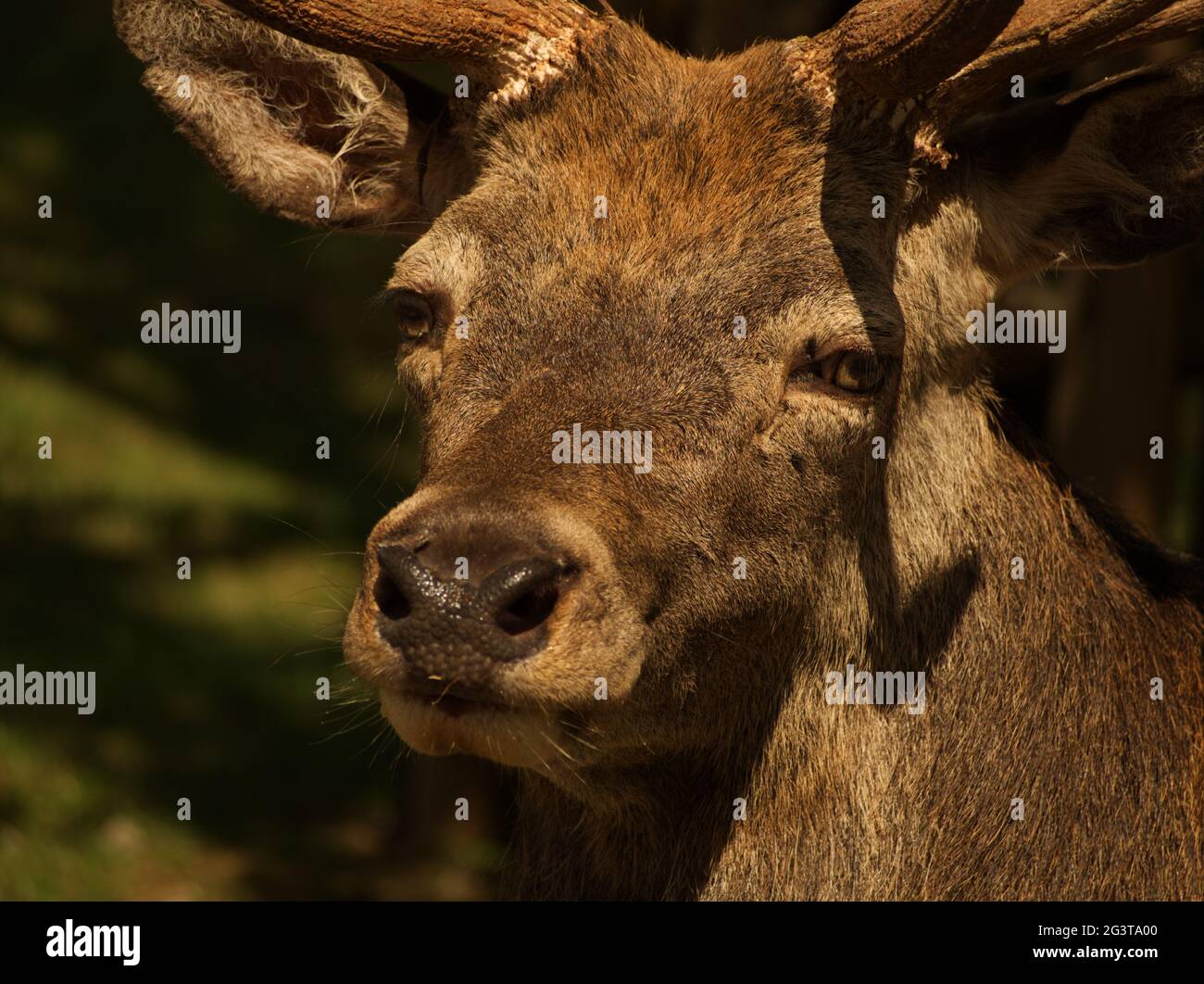 Primo piano di fotografia animale di un cervo rosso in estate germania Foto Stock