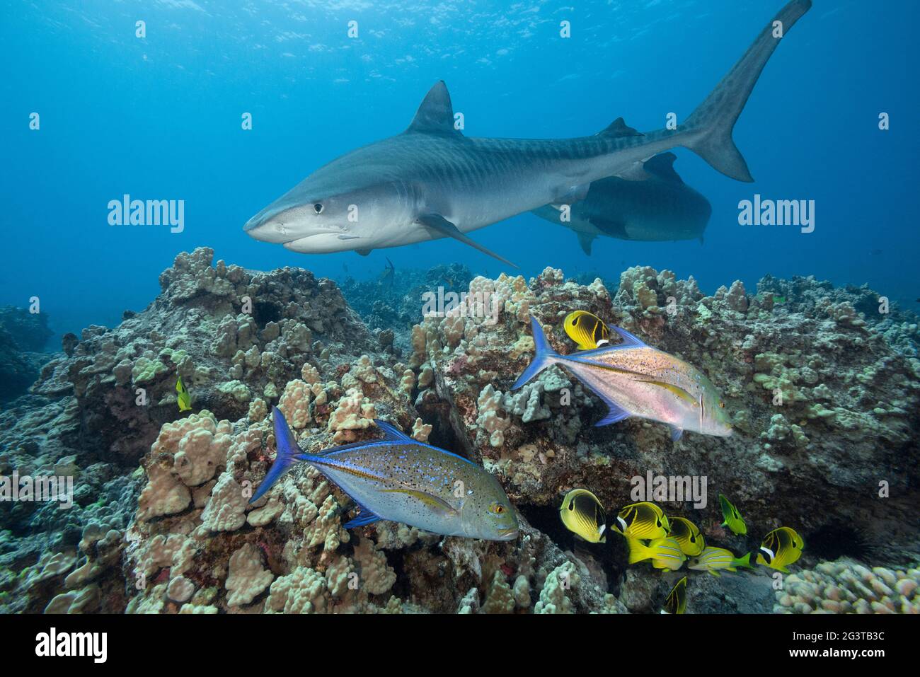 Squali tigri, Galeocerdo cuvier, nuotate oltre la barriera corallina con l'albero del rosso, il pesce farfalla di razone, il dentice di bluestripe e altri pesci della barriera corallina, Kona, Hawaii Foto Stock