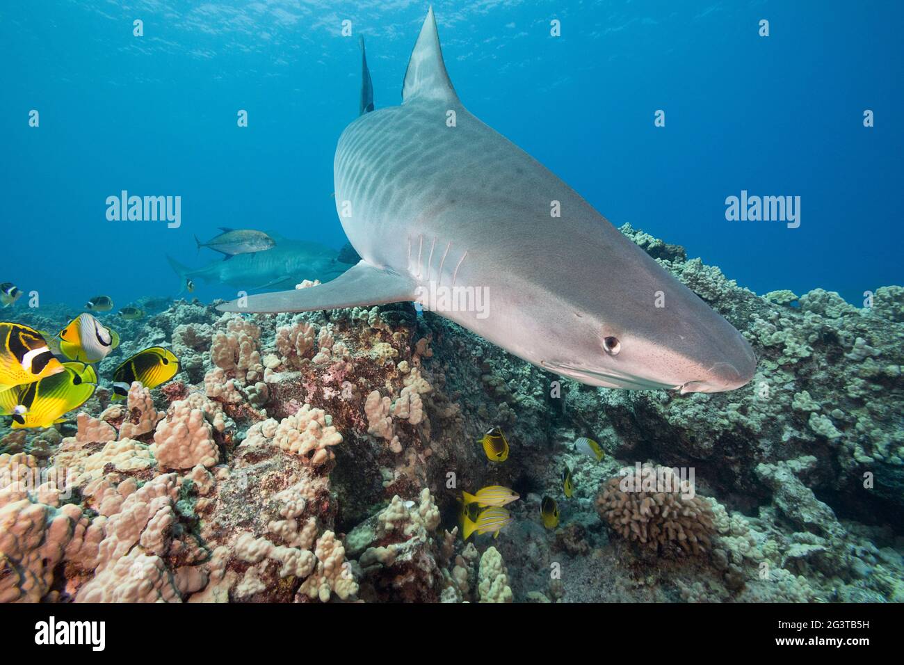 Squali tigre, Galeocerdo cuvier, nuotare sopra la barriera corallina con l'albero rosso, raviolo di pesce farfalla di racoon, pesce farfalla di filone, dentice di bluestripe, Hawaii Foto Stock