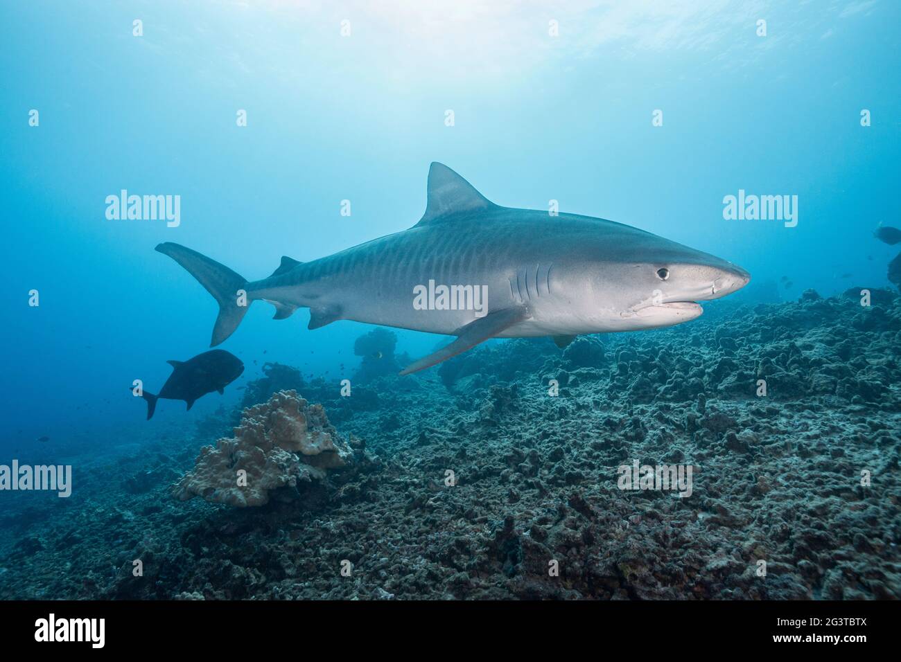 Squalo tigre, Galeocerdo cuvier, seguito da ulua nera o gigante trevally, Honokohau, Kona, Big Island, Hawaii, USA (Oceano Pacifico Centrale) Foto Stock