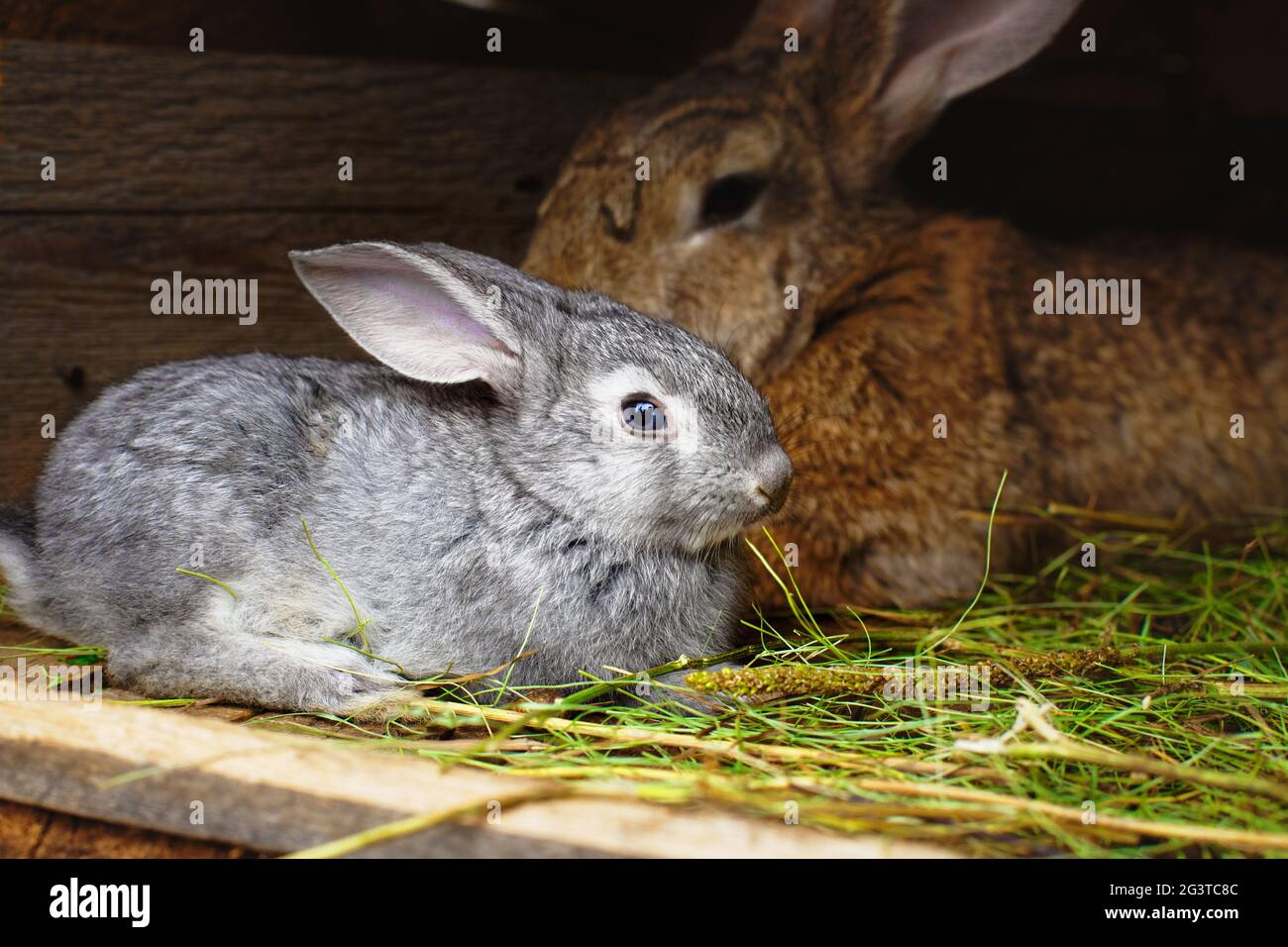 Un piccolo coniglio grigio accanto a mia madre. Relazioni con gli animali. Foto Stock