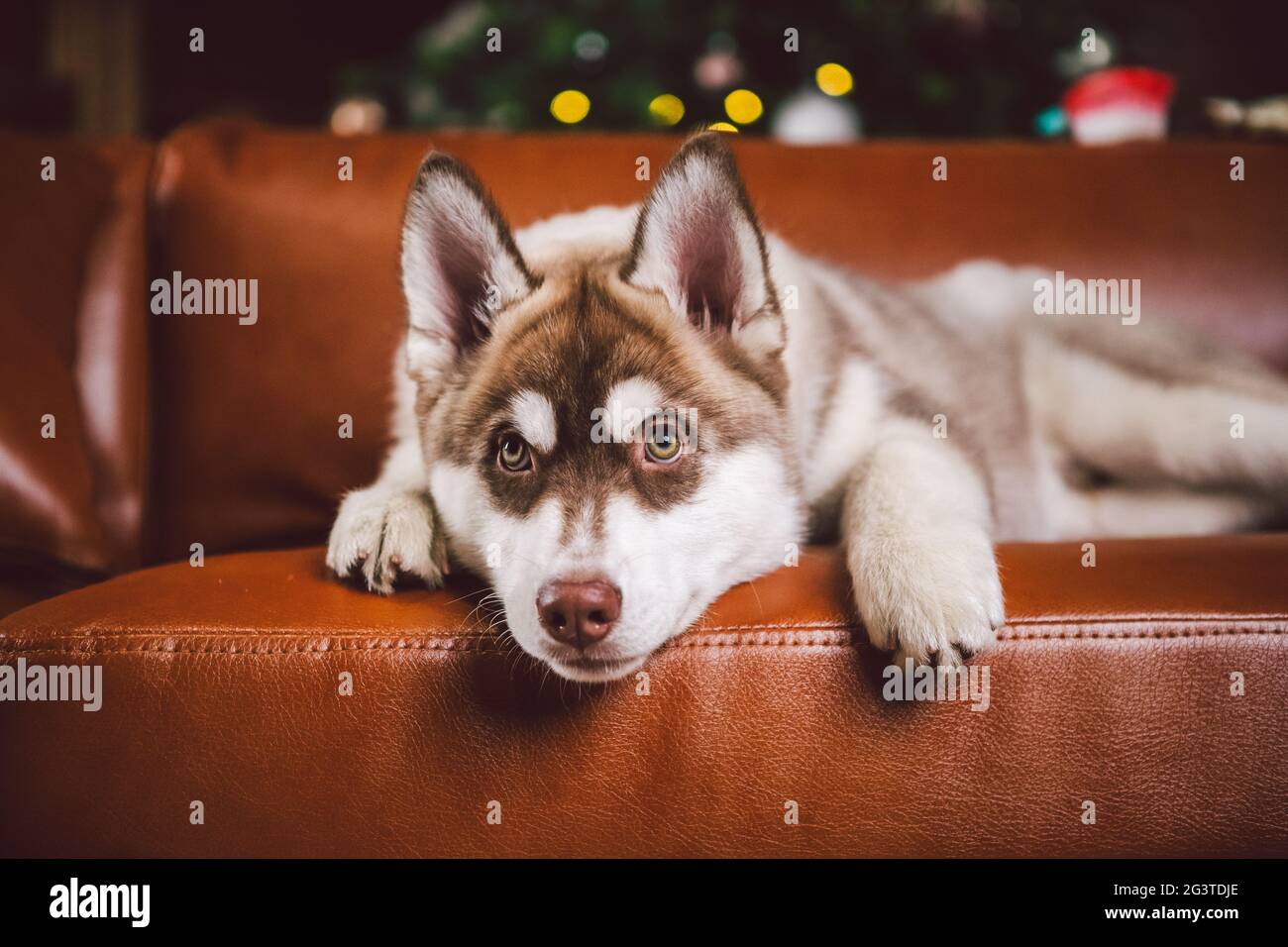 Cucciolo maschio Siberiano Husky di colore beige bianco nel soggiorno interno ottiene piacere su divano in pelle rossa contro biblioteca e Chr Foto Stock