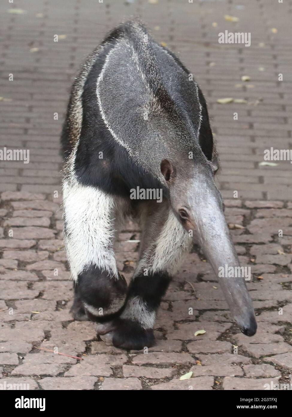 Anteater gigante (Myrmecophaga tridactyla) nello zoo di montagna di Halle (Saale) Foto Stock