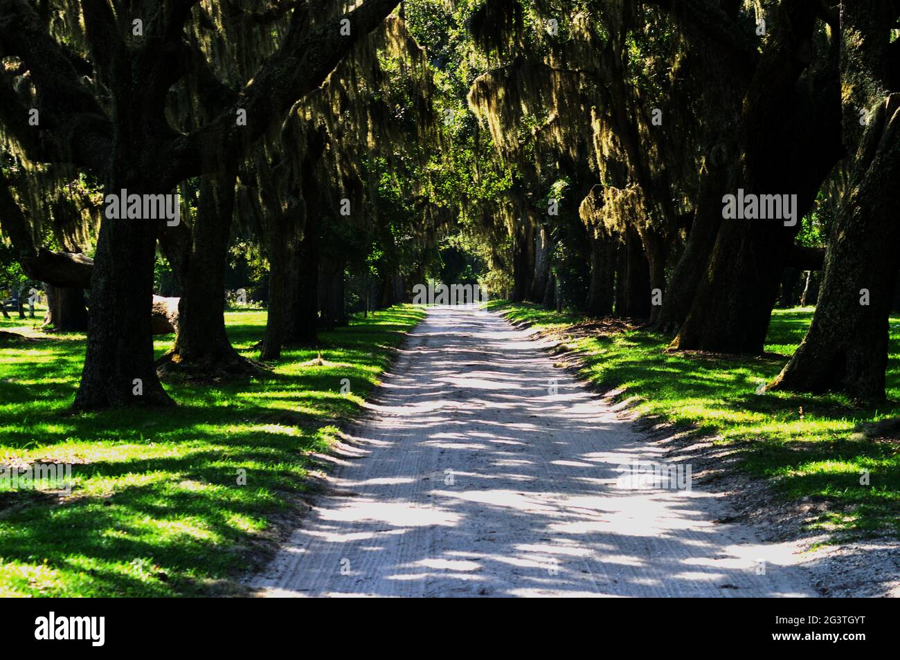 Cumberland Island Foto Stock