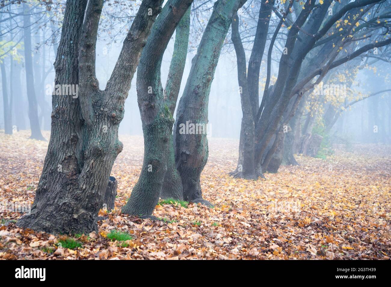 Moody Autumnal foresta con nebbia e foglie sul terreno Foto Stock