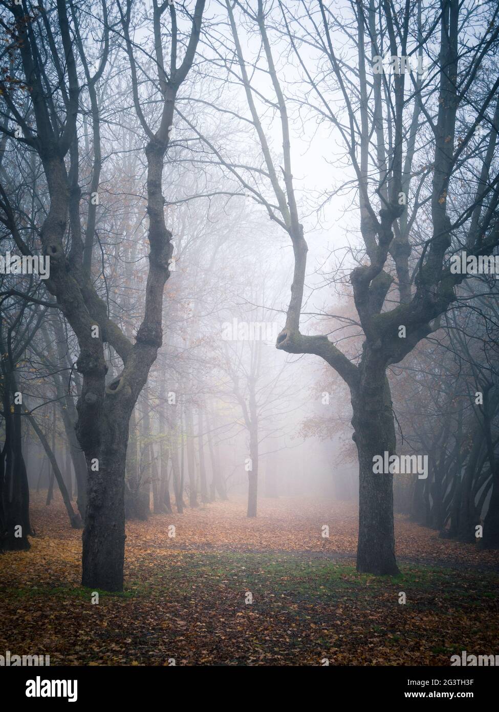 Moody Autumnal foresta con nebbia e foglie sul terreno Foto Stock