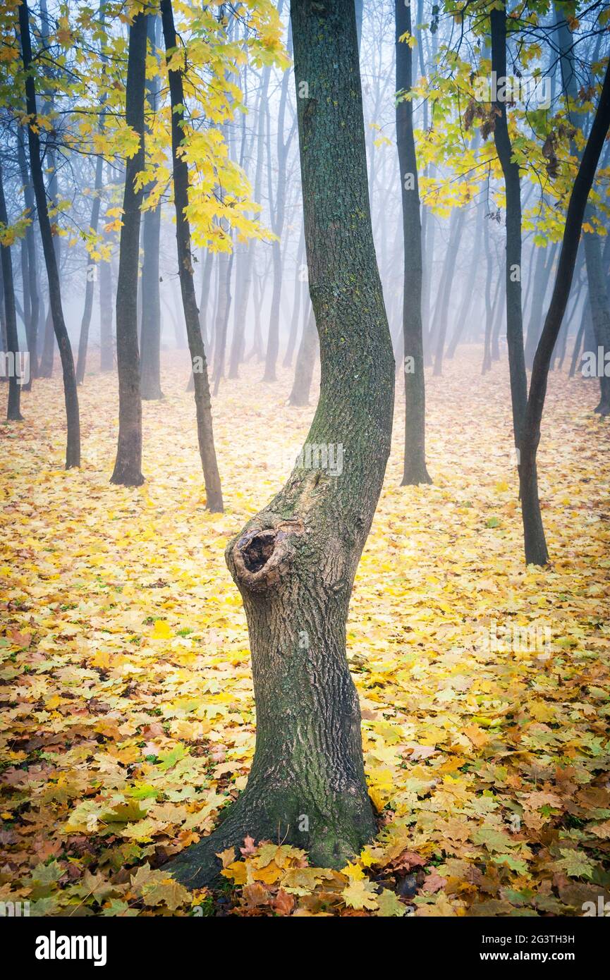 Foresta autunnale con nebbia e foglie gialle sul terreno Foto Stock