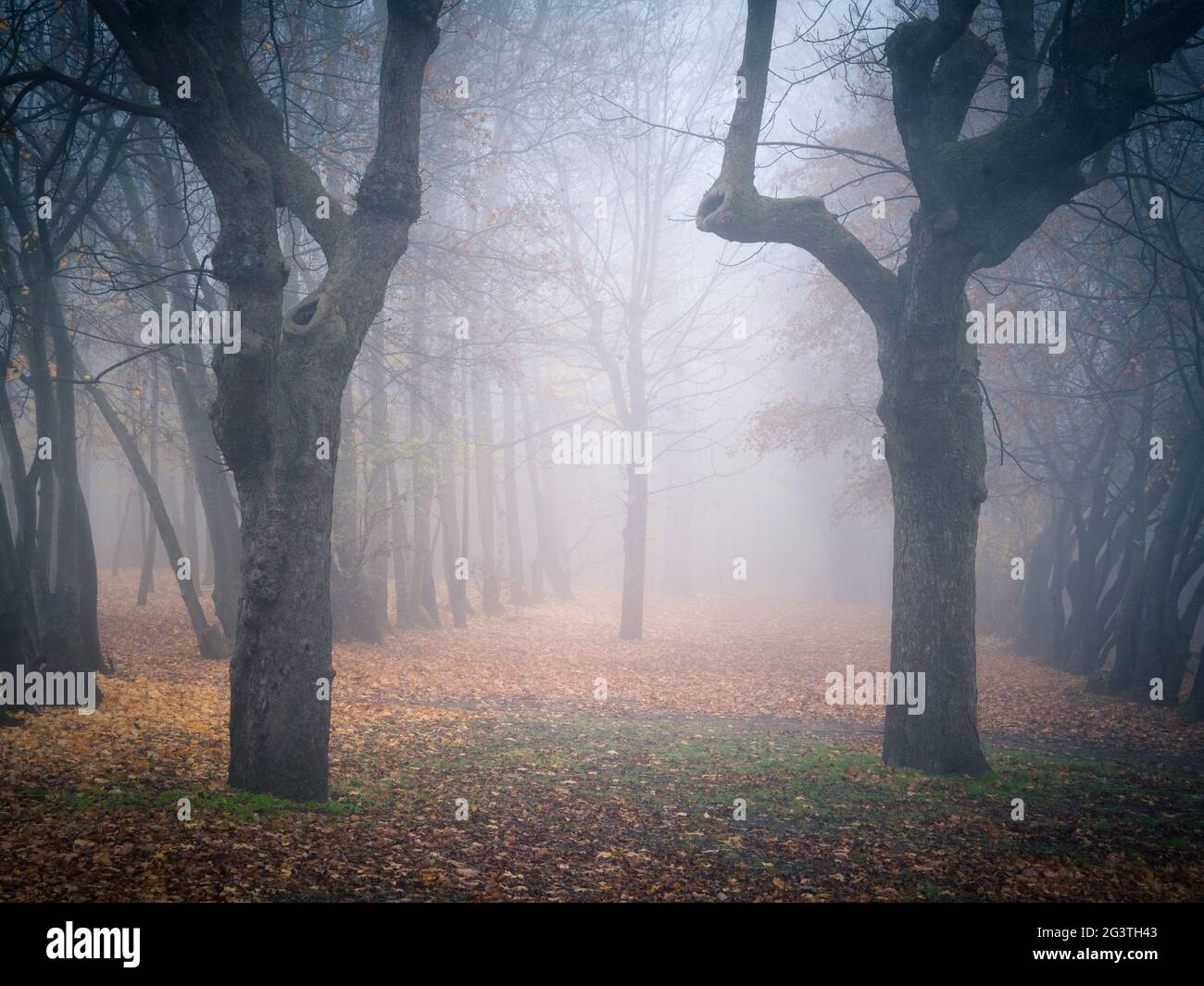 Moody Autumnal foresta con nebbia e foglie sul terreno Foto Stock