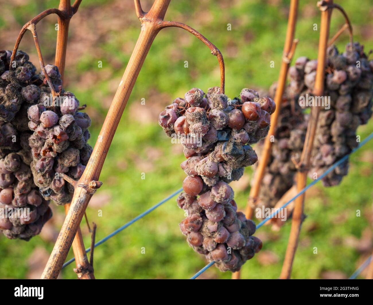 Uve secche in inverno in un vigneto in Burgenland Foto Stock