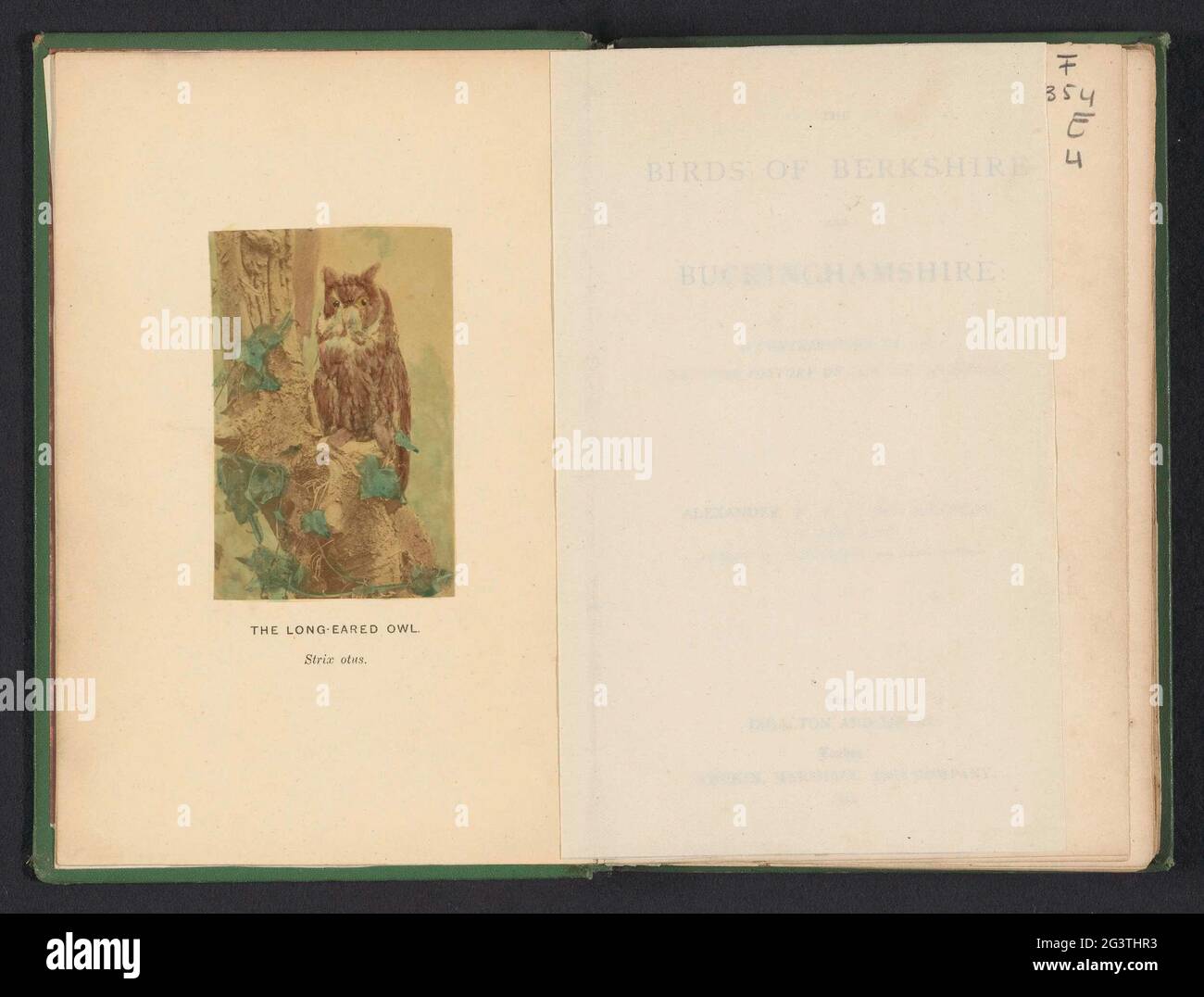 Ransuil; il gufo a long-eared. Strix otus. . Foto Stock