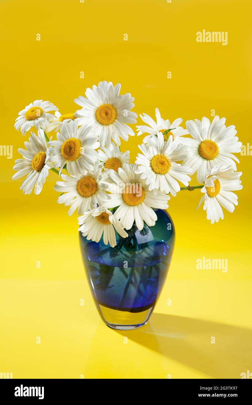 Vaso in vetro con Chamomiles Foto Stock