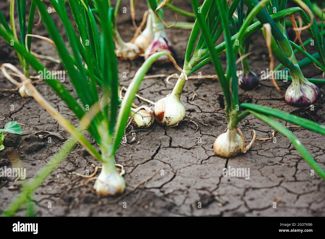 Piantine di cipolle verdi nell'orto. Ortaggi domestici che crescono in primavera. Foto Stock