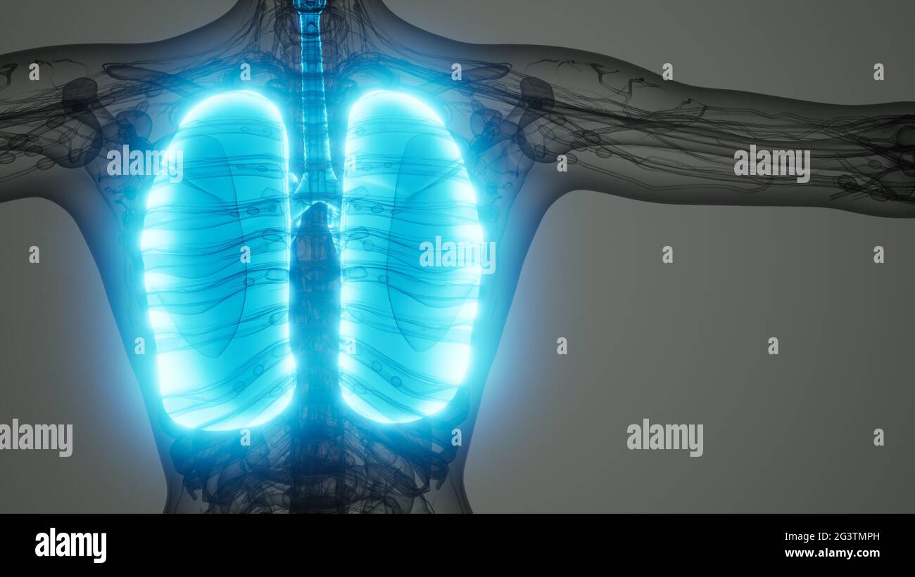 Polmoni umani esame radiologico Foto Stock