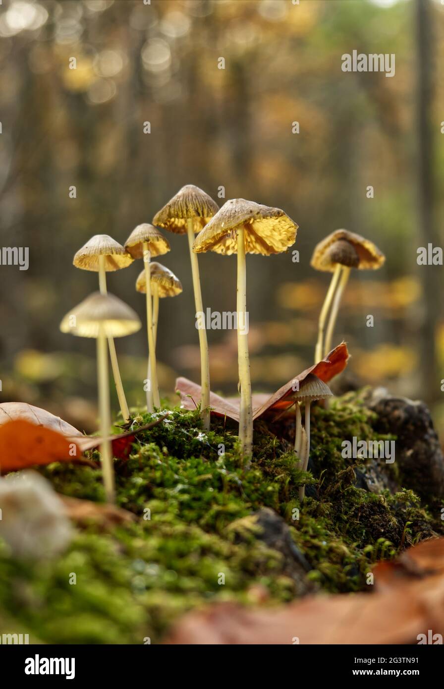 Funghi in Jena in autunno con prospettiva dal lato inferiore Foto Stock