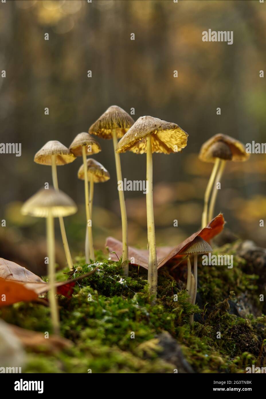 Funghi in Jena in autunno con prospettiva dal lato inferiore Foto Stock