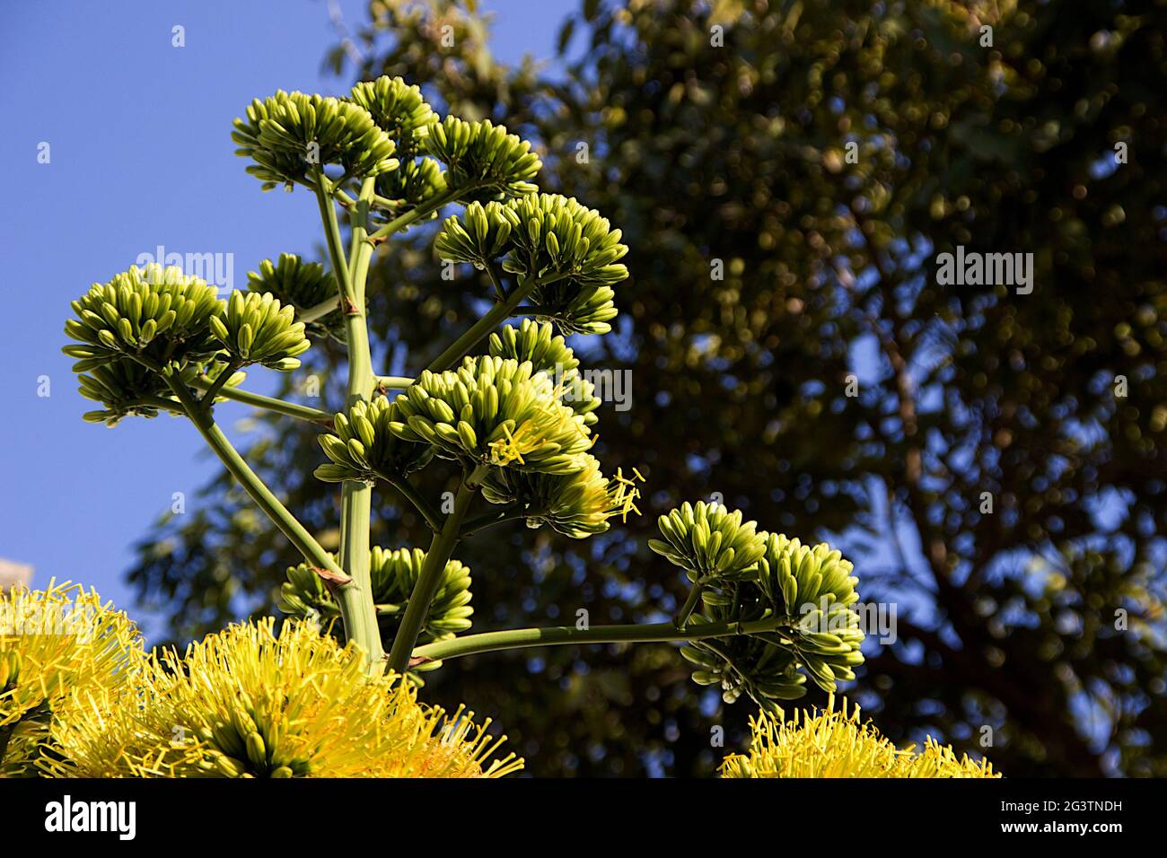 Fiore d'oro pianta del secolo Foto Stock