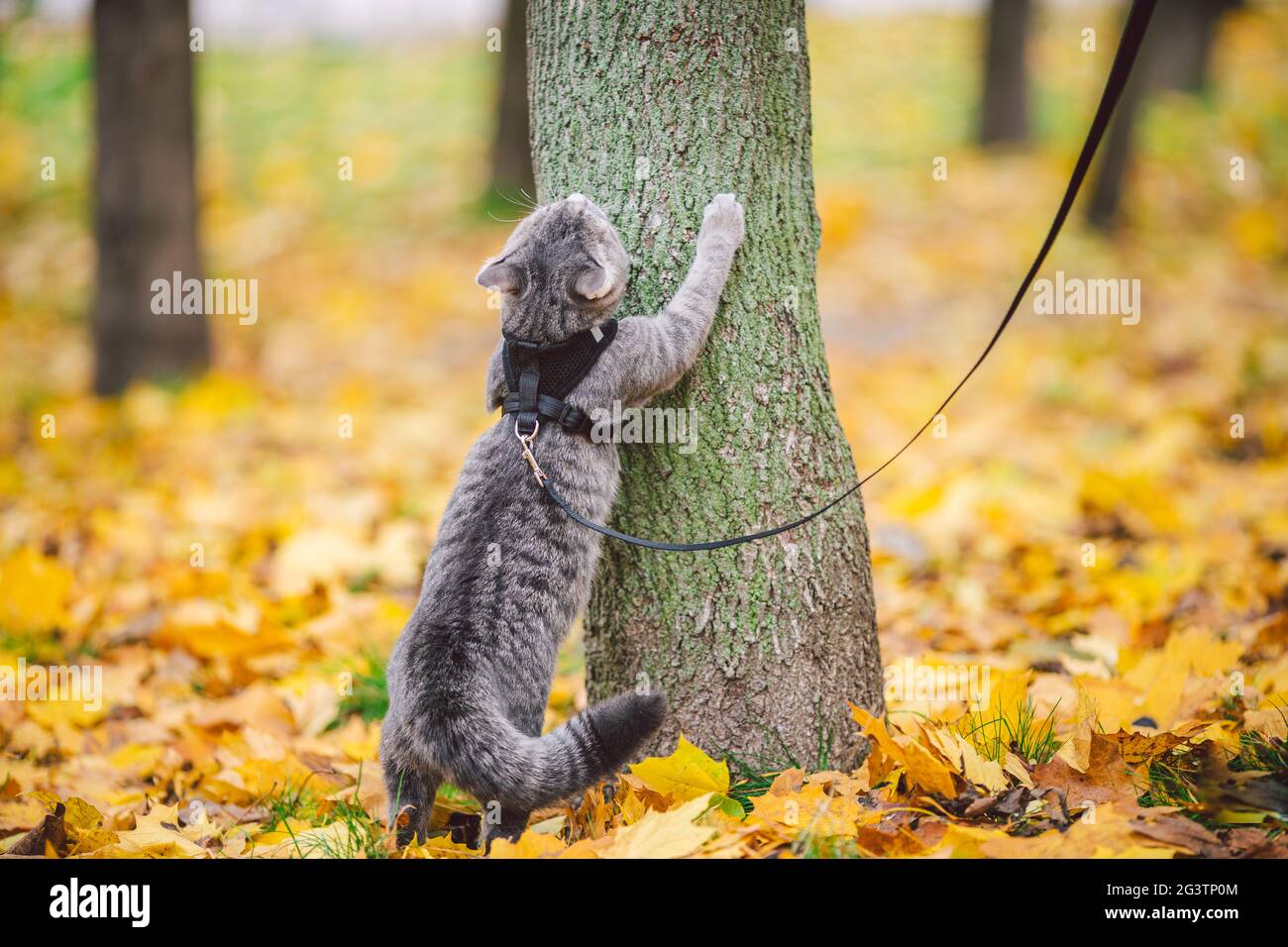 Maschio gatto domestico grigio lana strisce giovane buona forma, vestito gatto guinzaglio ascendo un albero per caccia uccello, attento messo a fuoco Foto Stock