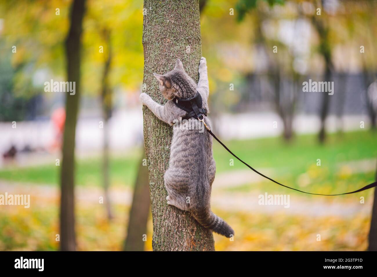 Domestico giovane gattino maschio grigio buona forma ben curata, vestito sicuro gattino gatto imbragatura, seduto su un albero attentamente sorpreso Foto Stock