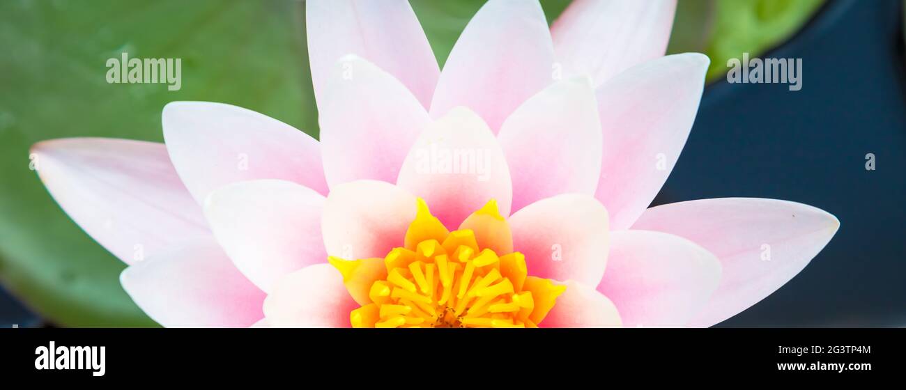 Romantico giglio d'acqua con luce naturale del sole Foto Stock