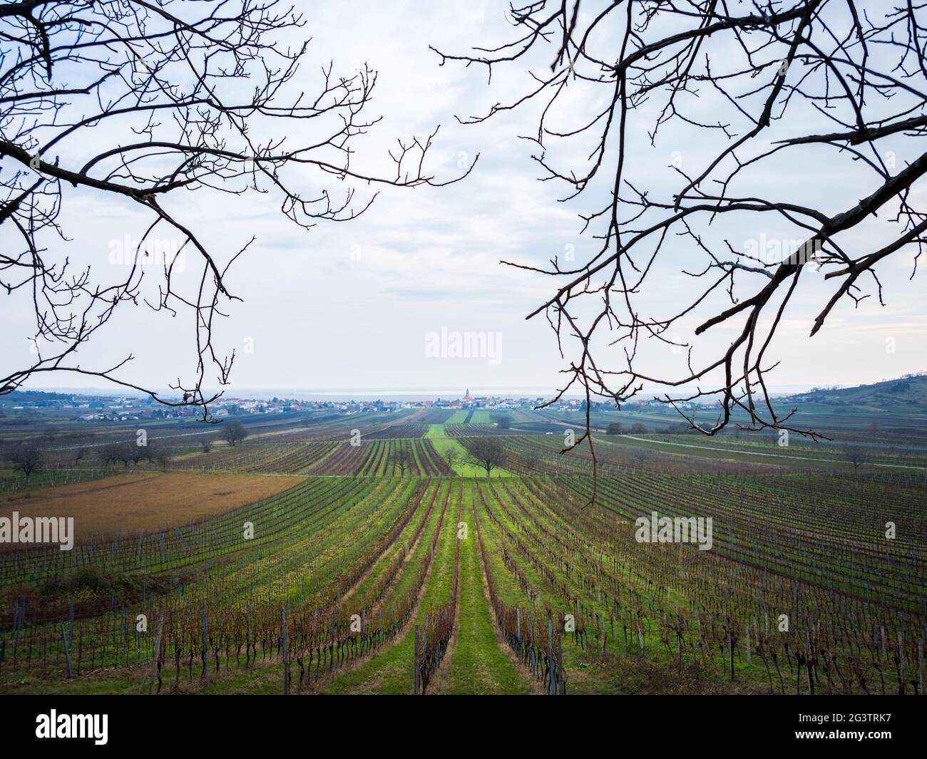 Vigneti di Jois in Burgenland in inverno Foto Stock