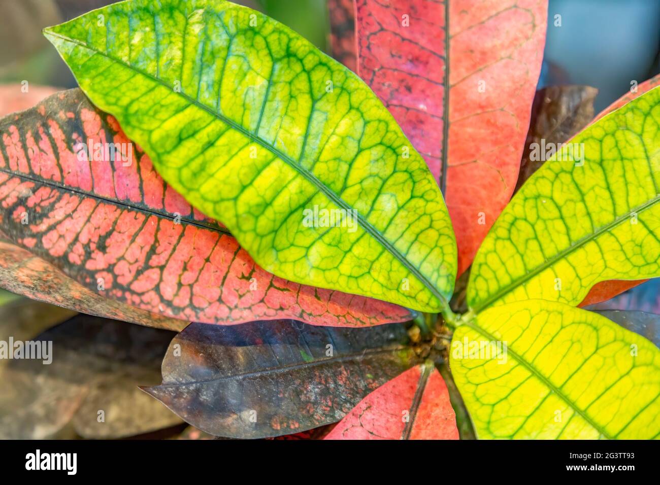 Spessore succosa foglia di un grande impianto di verde Foto Stock