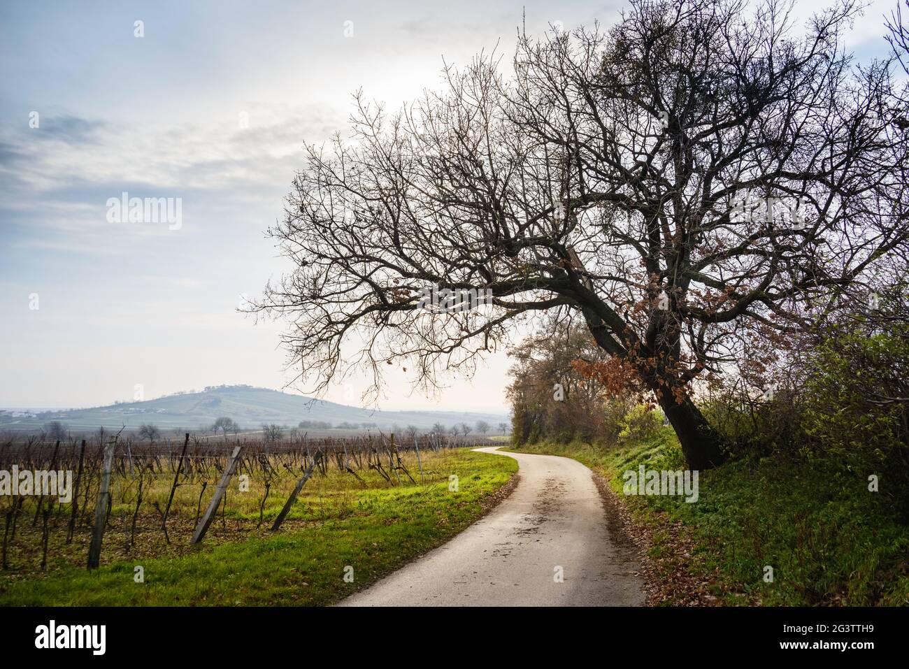 Vigneti di Jois in Burgenland in inverno Foto Stock