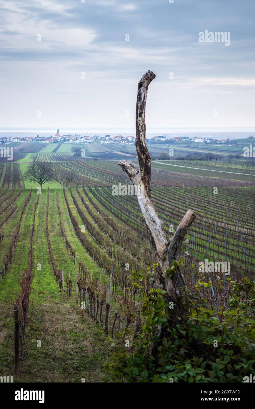 Vigneti di Jois in Burgenland in inverno Foto Stock