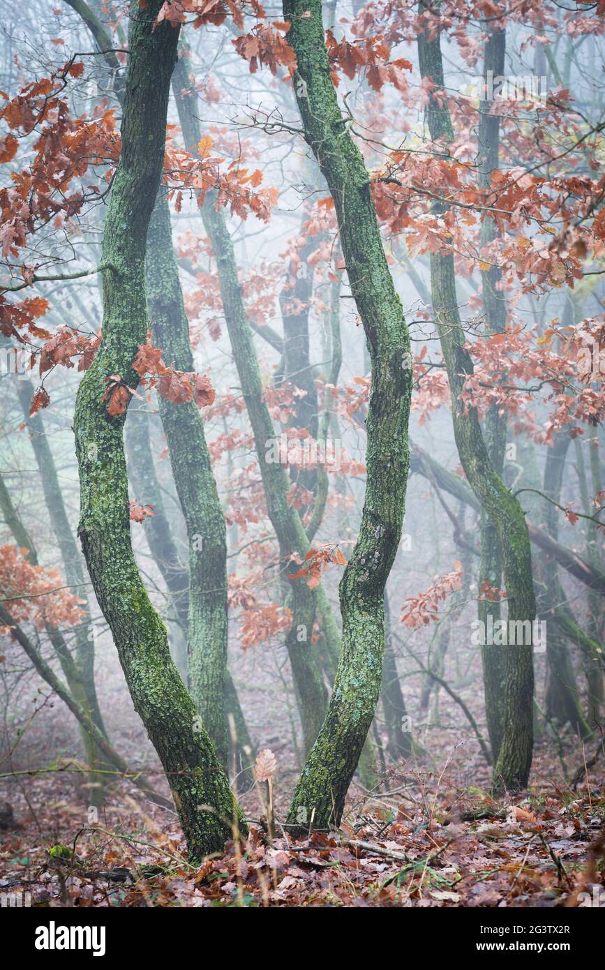 Alberi di quercia nella foresta con nebbia e nebbia in Burgenland Foto Stock