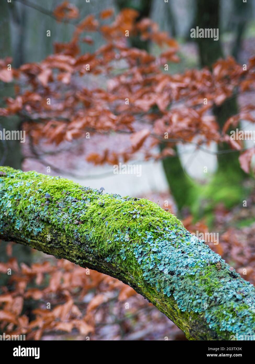Quercia albero con la maggior parte verde nelle fores Foto Stock