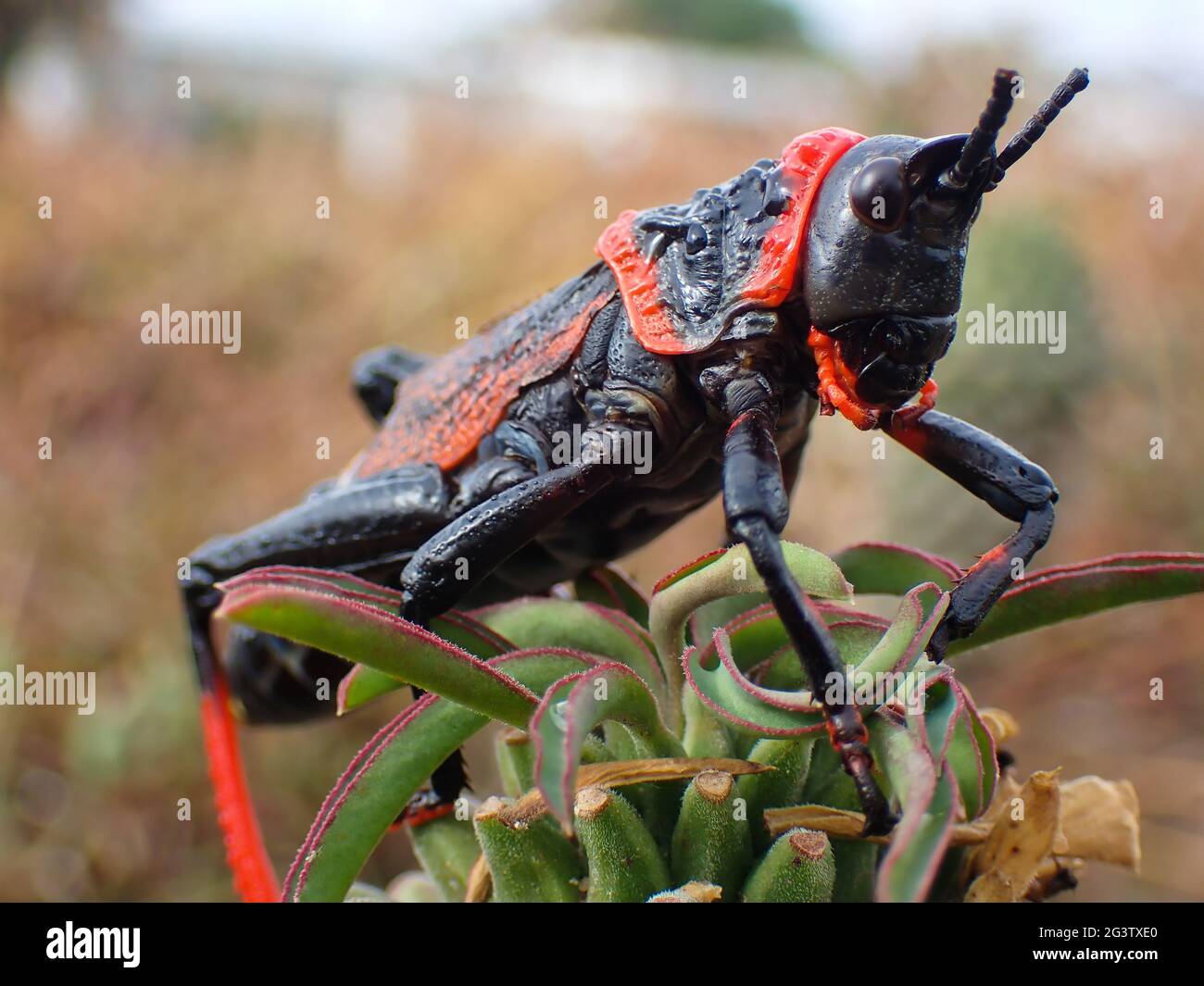 Locuste di Milkweed con schiuma di Koppie tossica (Spumans Dictyophorus) Foto Stock