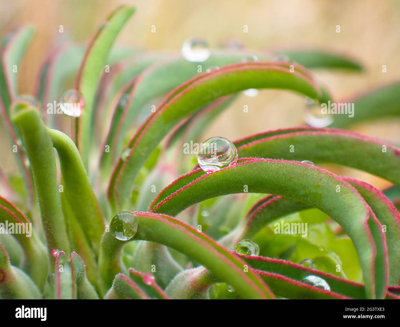 Goccioline di pioggia sulle foglie di Euforbia del collo di struzzo (Euphorbia clandestina) Foto Stock