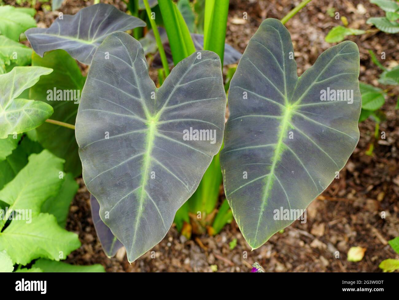 Il colore verde scuro dell'orecchio dell'Elefante 'Coal Miner' Foto Stock