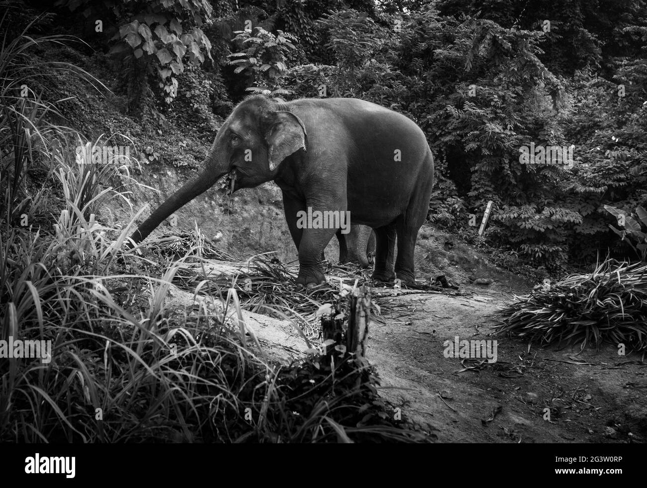 Vista di un elefante che mangia foglie di palma su una collina Foto Stock