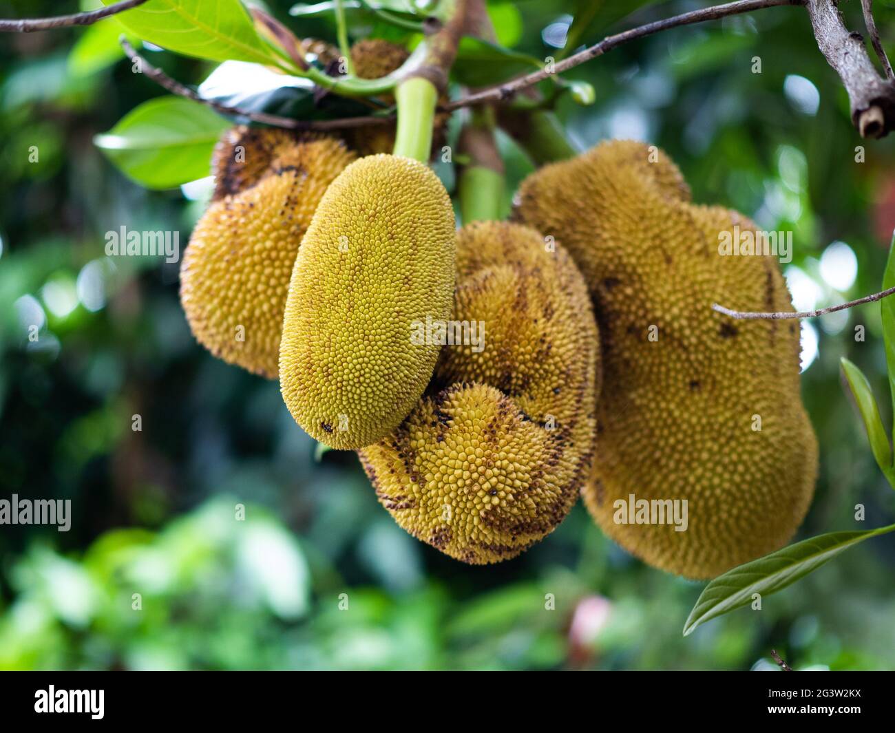 Jackfruit in giardino Foto Stock