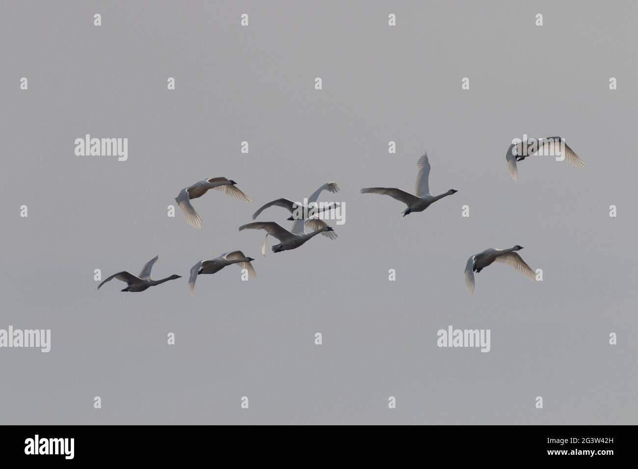 Tundra Swan Flock, Cygnus columbianus, in volo attraverso una San Joaquin Valley, California cielo invernale. Praterie Area ecologica. Foto Stock