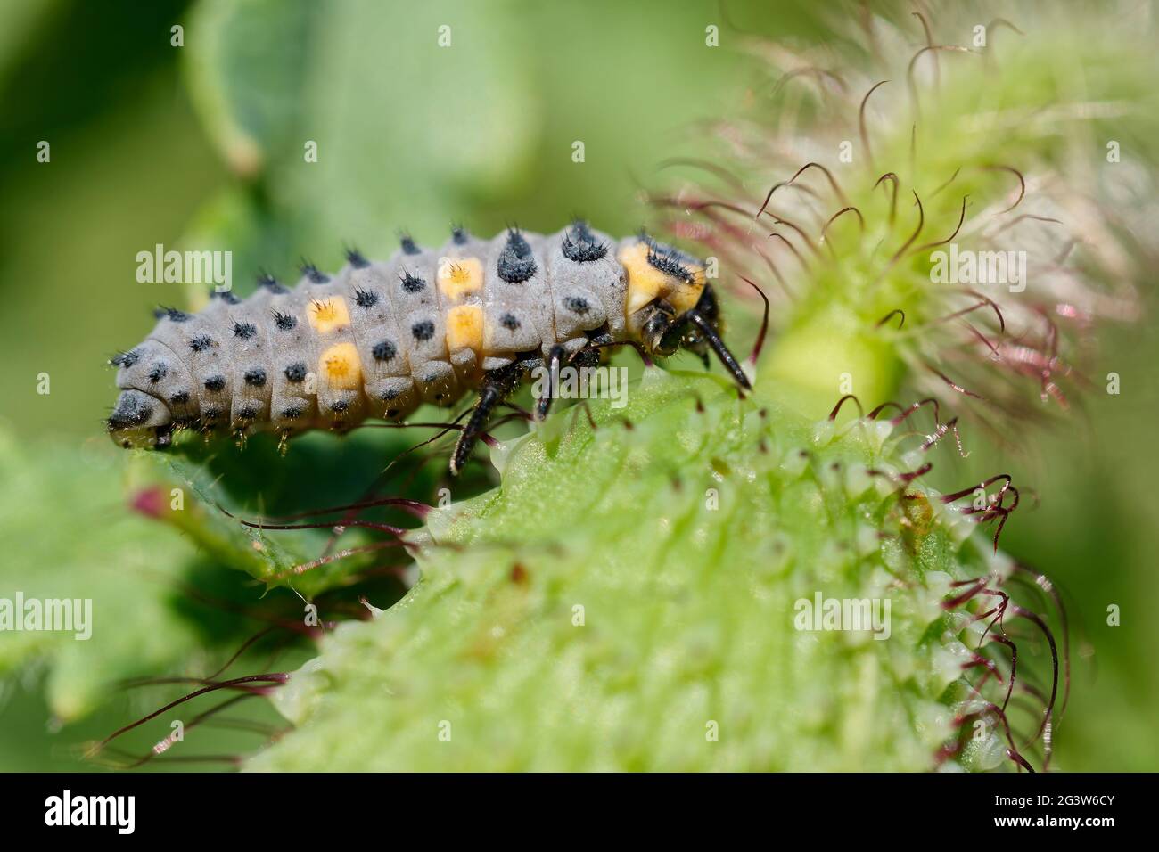 Larva di ladybird a due punti Foto Stock