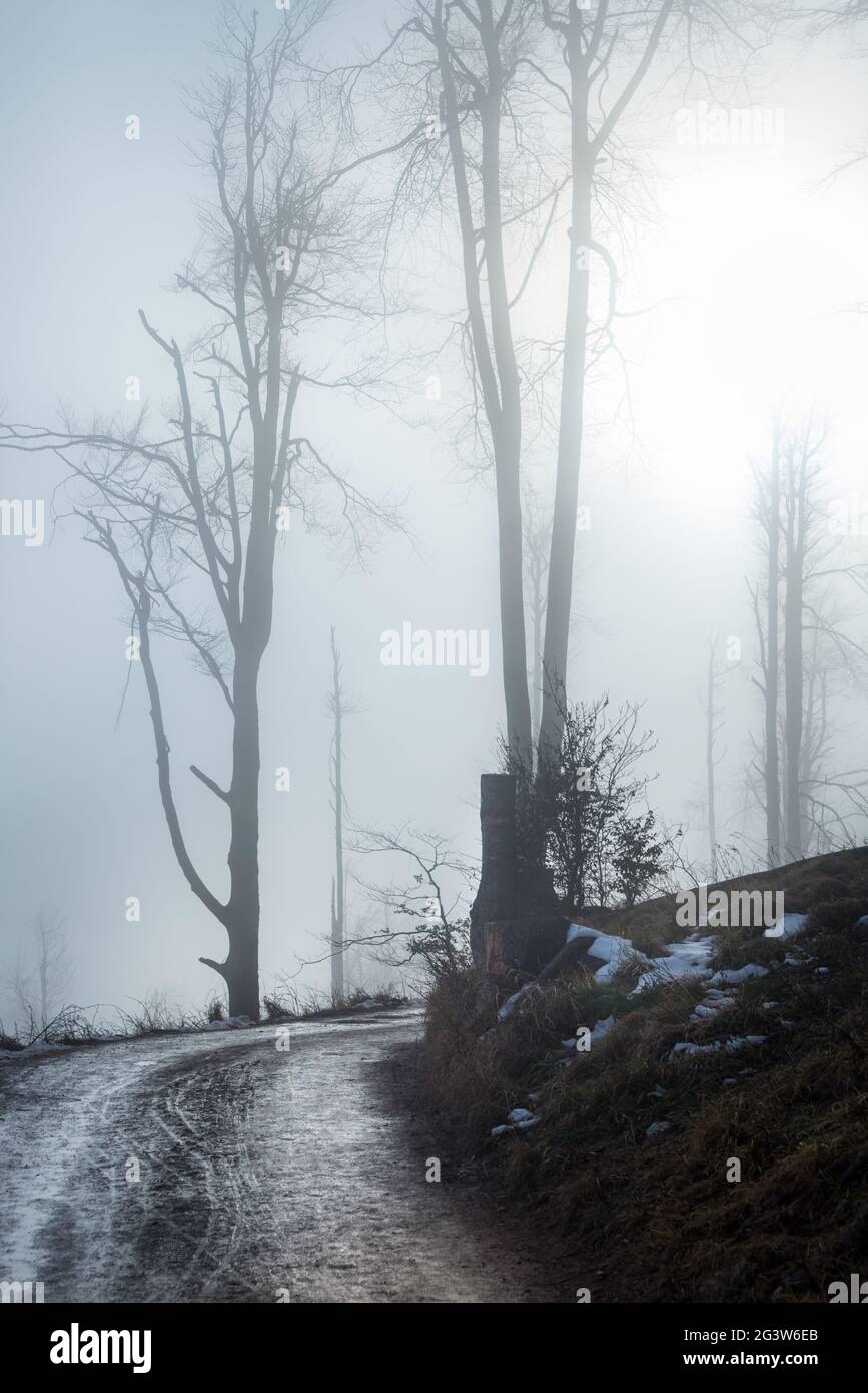 Strada ghiaiosa in bosco foggoso a monte Ridge Hohe Wand In Austria Foto Stock