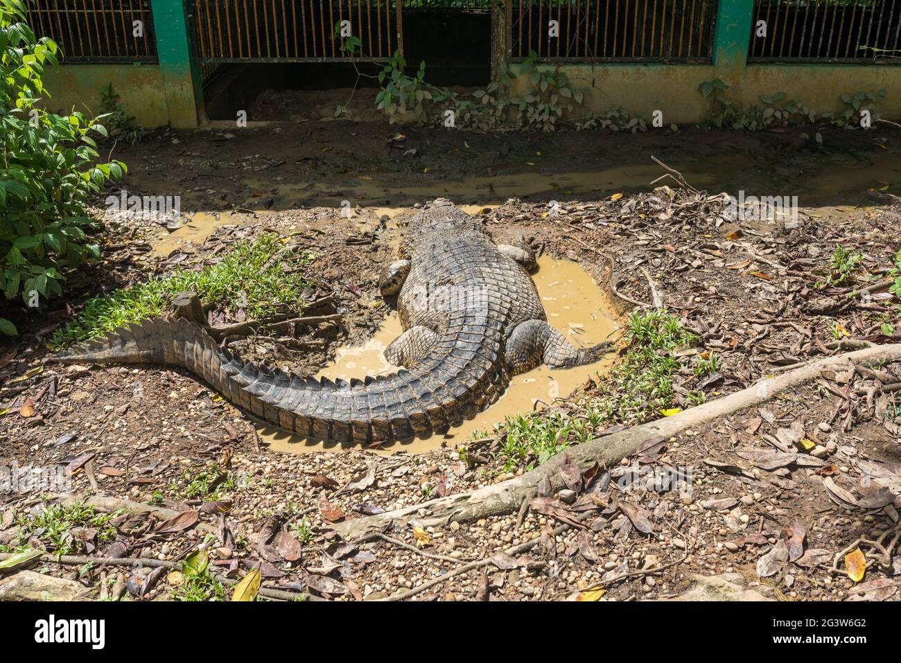 Coccodrillo d'acqua salata nel Semenggoh Wildlife Rehabilitation Center sul Borneo Foto Stock