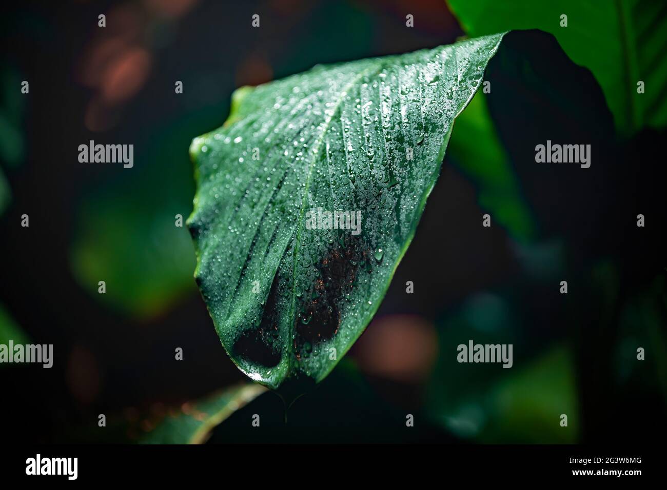 Spessore succosa foglia di un grande impianto di verde Foto Stock