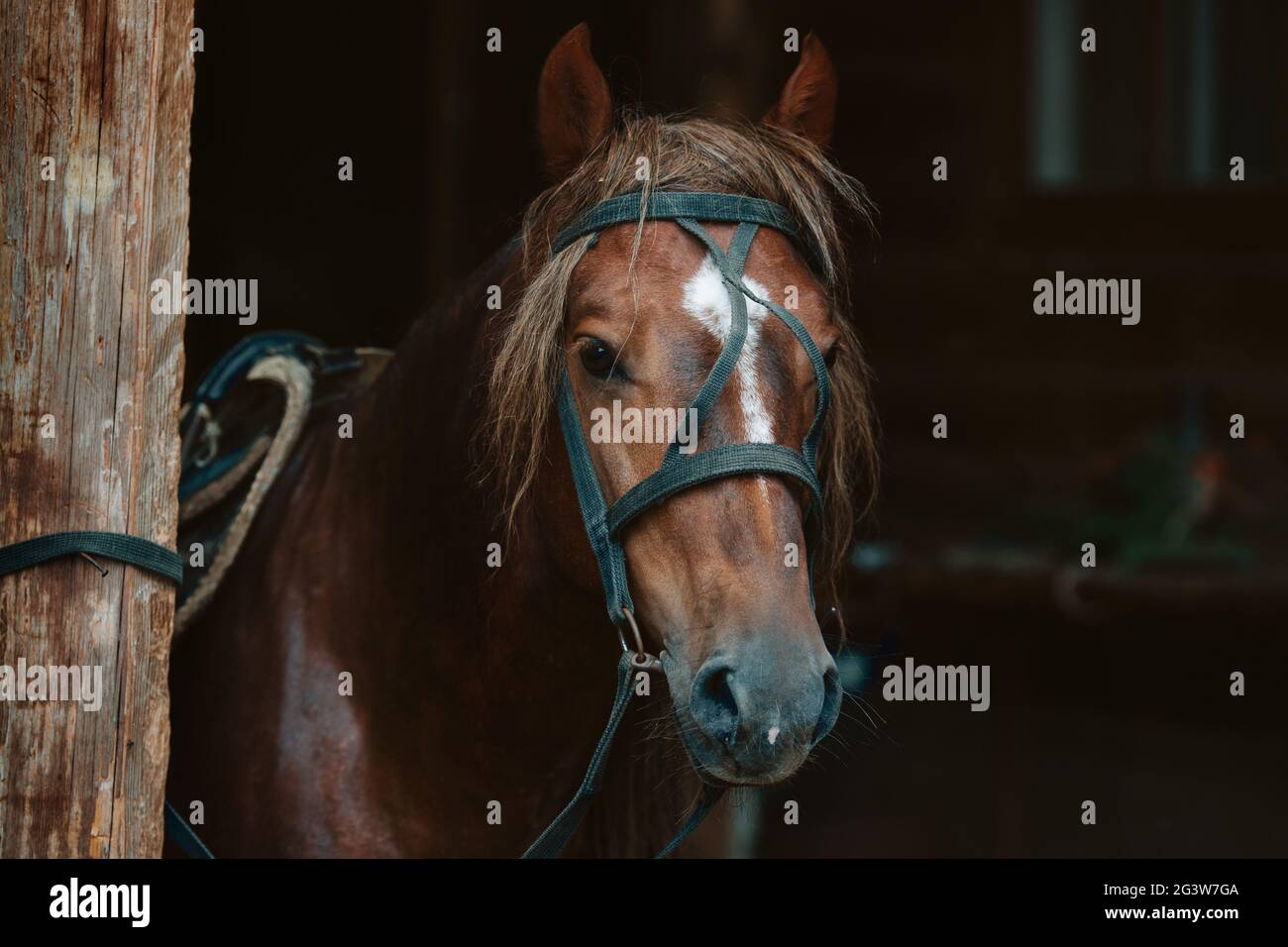 Bella faccia di un cavallo in imbracatura. Tema animale con spazio da copiare Foto Stock