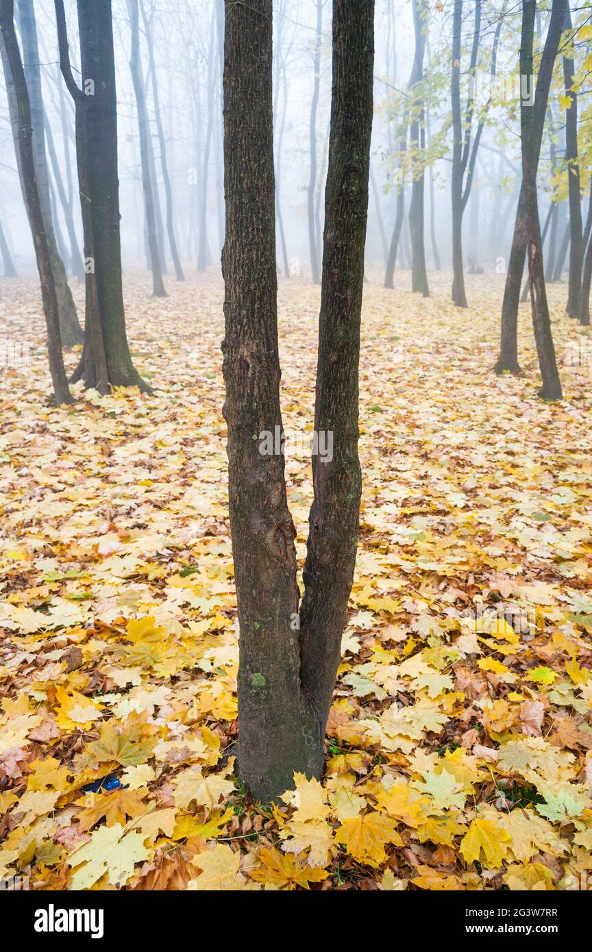 Foglie gialle in autunno a terra in una foresta Foto Stock