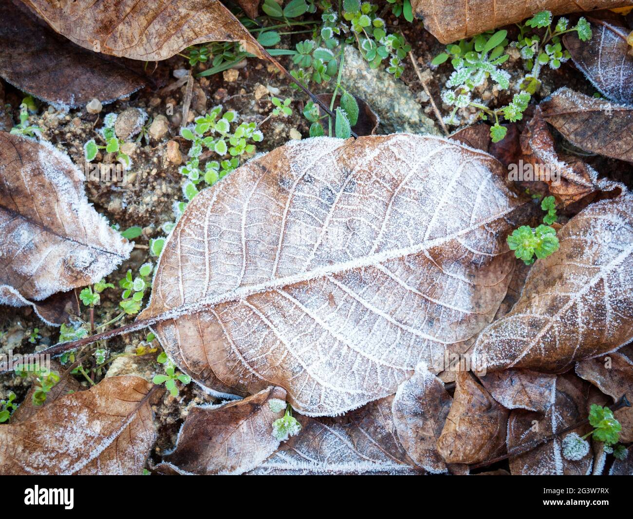In inverno le foglie brune con il gelo Foto Stock