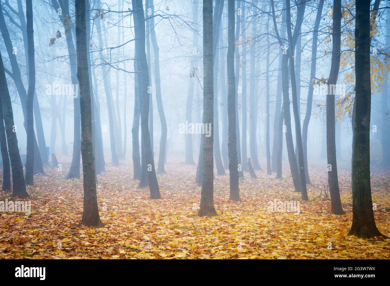 Foresta in nebbia nebbiosa con foglie a terra Foto Stock