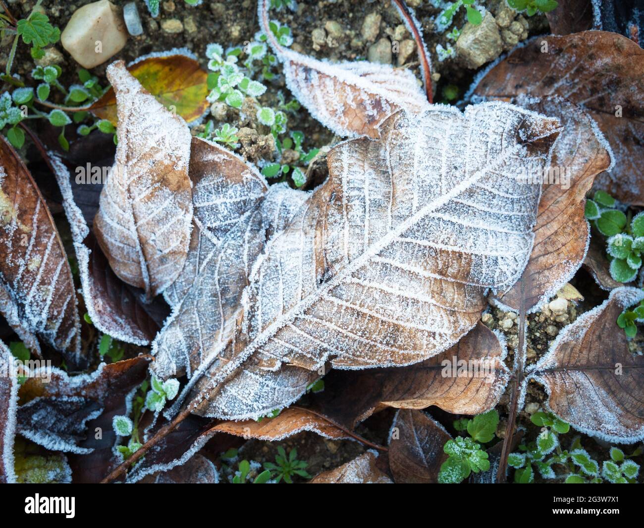 In inverno le foglie brune con il gelo Foto Stock