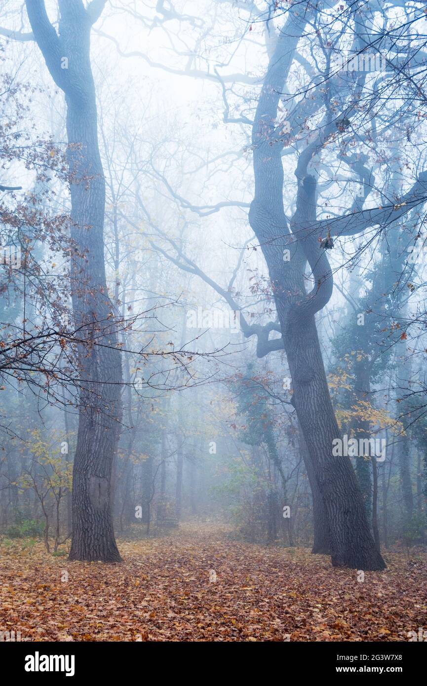 Foresta in nebbia nebbiosa con foglie a terra Foto Stock